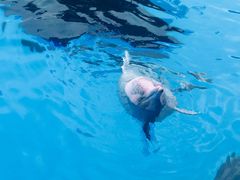 -珠海横琴长隆《卡卡虎奇遇记》