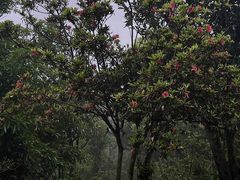 -梧桐山风景名胜区