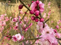 -洛阳市隋唐城遗址植物园
