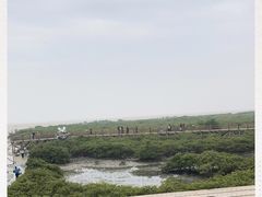 -北海金海湾红树林生态旅游区