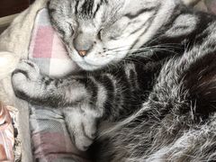 -海边的猫和咖啡馆