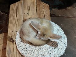 -Zoolung Zoolung动物主题公园(海信广场店)