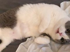 -东方名猫馆·英短金渐层布偶猫舍(环线广场1号楼店)