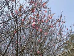 -扬州市茱萸湾风景区