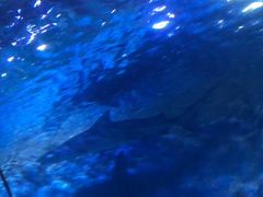 -厦门海底世界