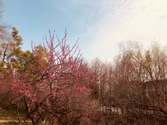 -青枫公园