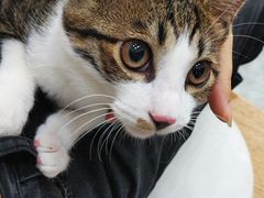 -瑞派名望24h动物医院异宠专科·猫专科·骨科·重症监护分院