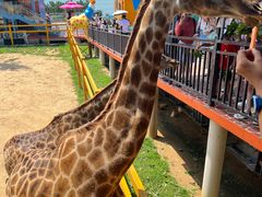 -西霞口神雕山野生动物世界