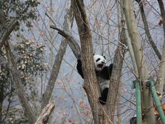 -卧龙中华大熊猫苑神树坪基地