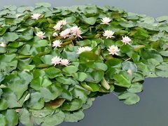 -好利来(抚顺乐购店)