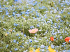 -上海滨江森林公园