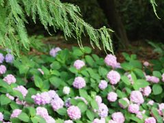 -上海滨江森林公园