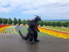 -富田农场