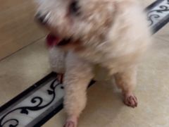 -宠颐生汉谟拉比宠物医院