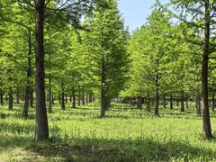 -黄海国家森林公园