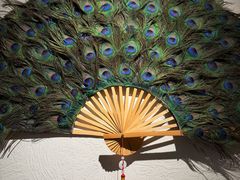 -金孔雀德宏傣味餐馆(魏公村店)