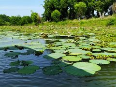-洪湖生态旅游区