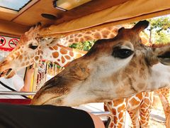 -清迈夜间动物园