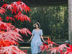 -武陵山森林公园