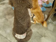 -more than meow吴止猫主题餐厅(承德 中船汇店)