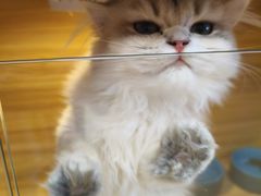 -猫十亿·布偶金渐层·曼基康矮脚猫舍(青年路店)