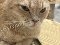-楼上猫咖(罗湖店)