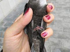 -西安鼓楼