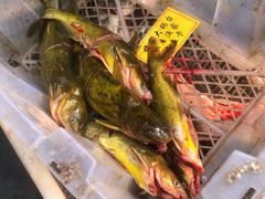 -姥家大锅台水库渔家