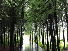 -溱湖国家湿地公园