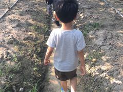 -马陆小张葡萄园农家乐