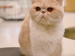 -飞行喵MR PILOT|猫舍·猫咖(静安大融城店)