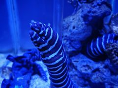 -太平洋海底世界