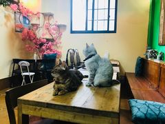 -李小姐の猫咖啡馆(五角场店)