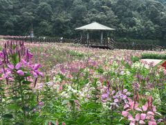 -广州市石门国家森林公园