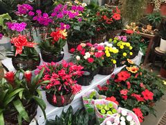 -秦美花卉(天朗·莱茵小城2期店)