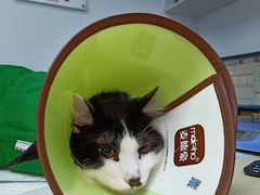 -美联众合动物医院(·中兽医·疑难杂症·严家桥分院)