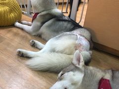 -Husky Go! 哈士奇体验馆·宠物咖啡厅狗咖