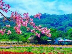 -丹樱生态园