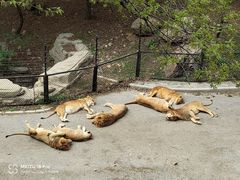 -大连森林动物园