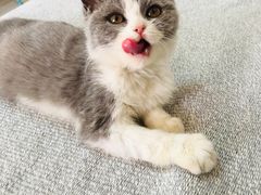 -猫大福·Fortune Cat猫舍(百子湾店)