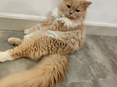 -楼上猫咖(罗湖店)