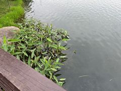 -桐乡凤凰湖