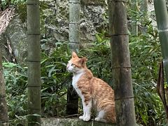 -大本营竹筒饭