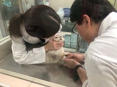 -申普宠物医院·心脏介入·心血管微创(总院)