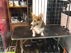 -Goku PET SHOP宠物视觉生活馆(双井店)