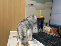 -瑞派康怡24h宠物医院·犬猫医疗中心·微创绝育(瑞景分院)