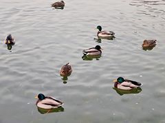 -莲花池公园