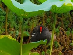 -荔湾湖公园