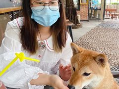 -柴犬高等学院·狗咖·柴犬售卖·宠物训练