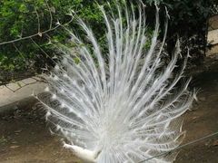 android_upload_pic-西安秦岭野生动物园